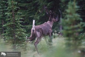 Mountain Caribou 2