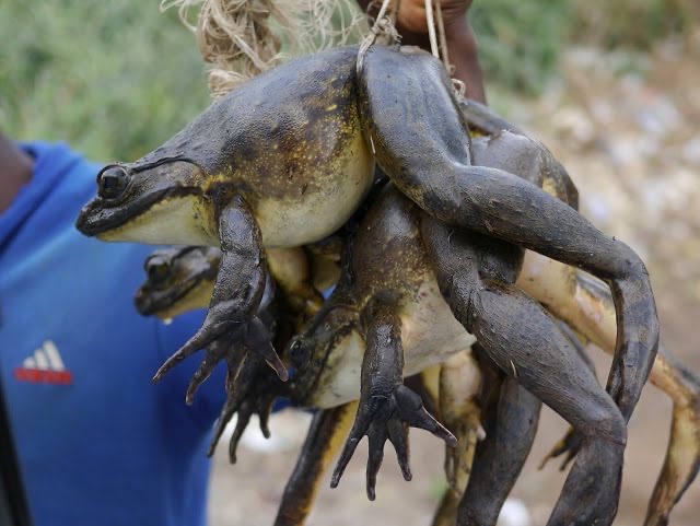 goliath-frog-conservation-cameroon-voice-for-nature-foundation